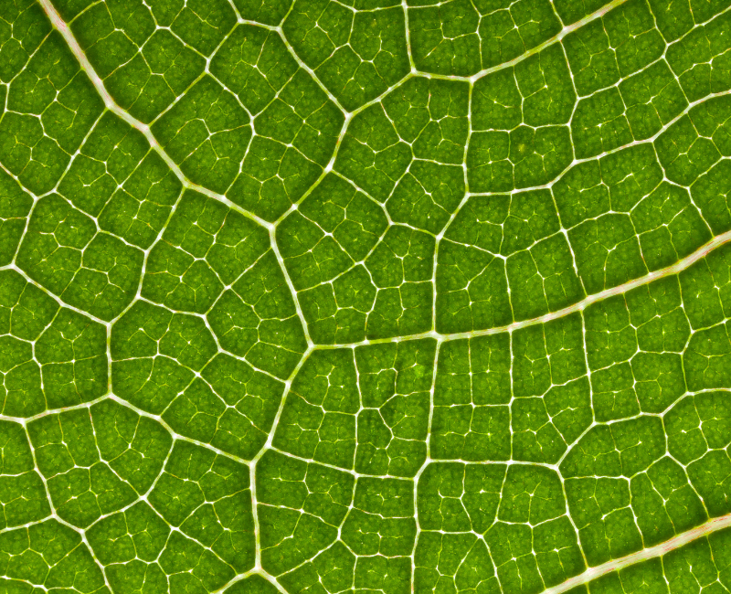 Biorésonance NLS à Béziers ou à domicile